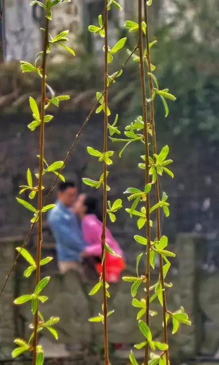 CMPA|2016年3月7日编辑推荐作品