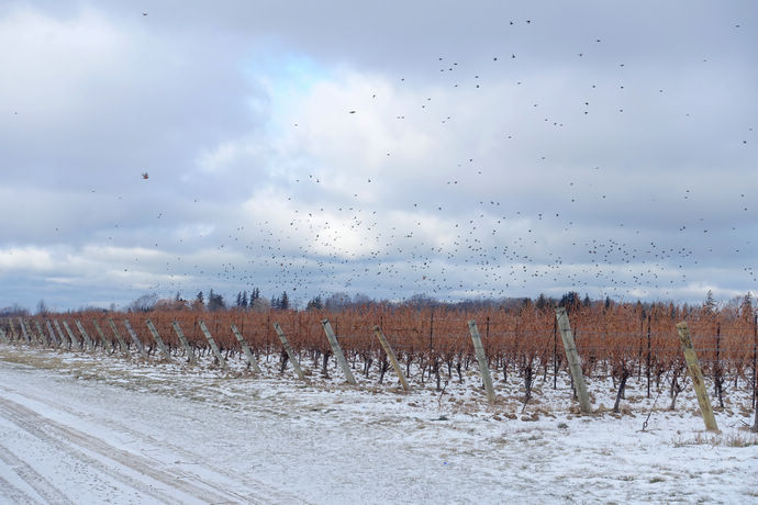 尼亚加拉珍稀冰酒,尼亚加拉冰酒