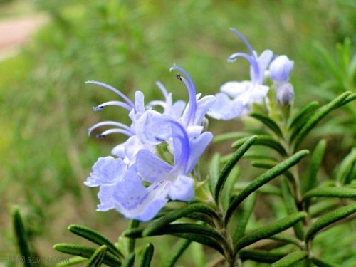 花卉迷迭香,迷迭香花卉
