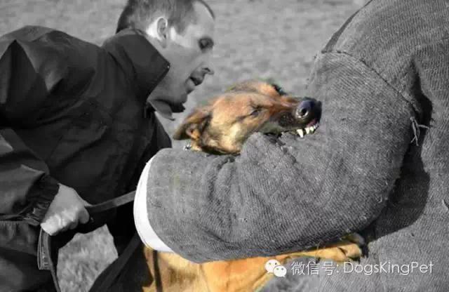 德牧犬怎么训练最合适,幼犬德牧训练方法和步骤