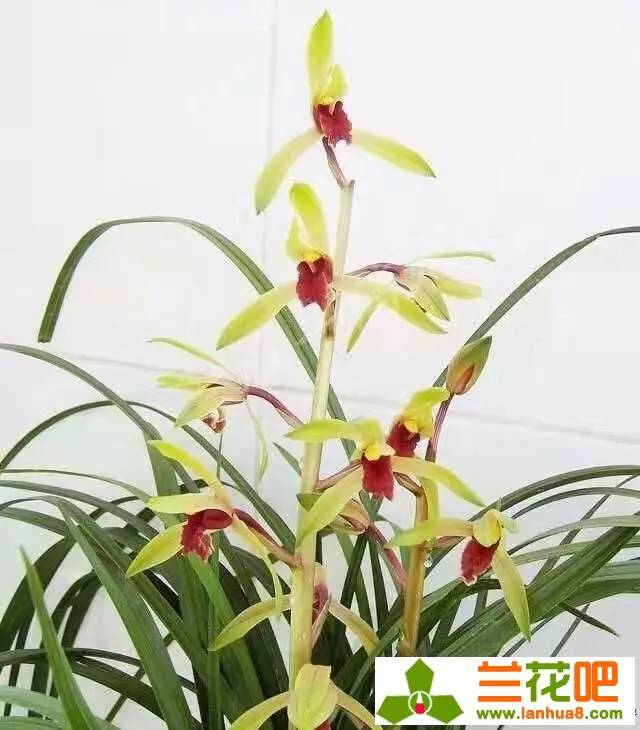 兰草独苗软腐怎么办,兰草茎腐和软腐的特效药