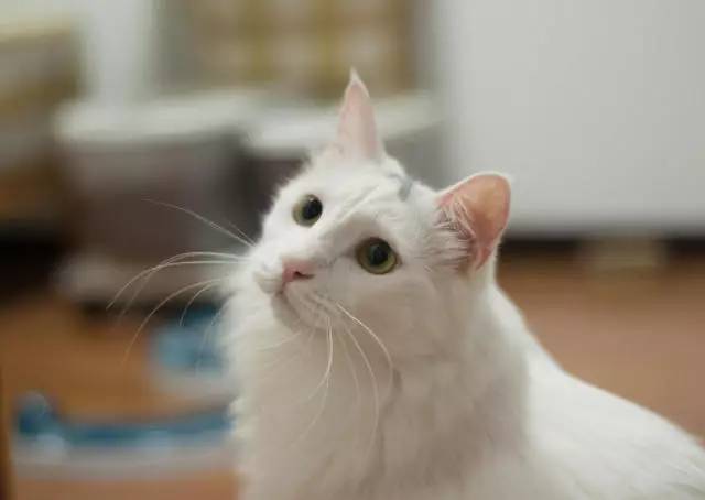 铲屎官帮助猫,铲屎官为防止猫身材走样