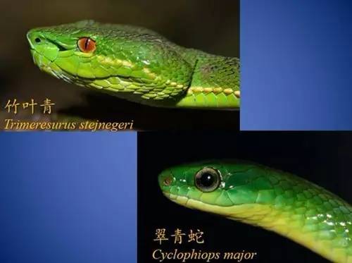 原来，这些救治毒蛇咬伤的方法都不靠谱