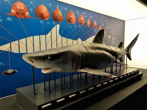 聊城海底世界节目时间表,聊城海底世界国庆