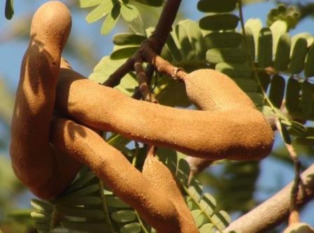 酸角的营养价值与功效,酸角的药用价值有什么营养呢