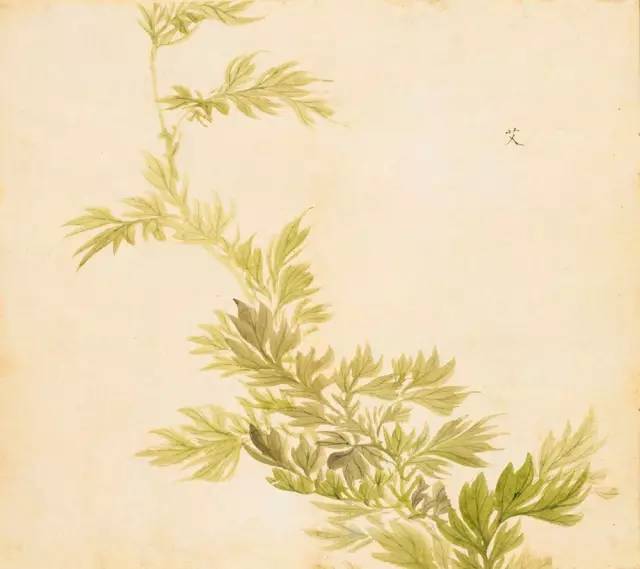 寻溯·花与草的诗情画意