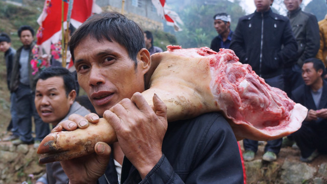 苗寨斗牛风俗视频,苗寨斗牛活动