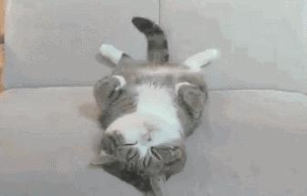 铲屎官给猫做猪饲料,铲屎官帮助猫