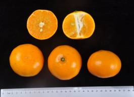 柑橘新优良种类,柑橘新品种介绍视频