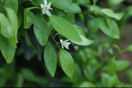 柑橘新优良种类,柑橘新品种介绍视频