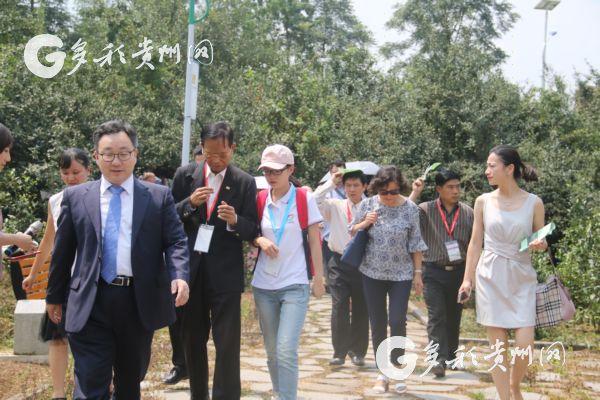花溪久安古茶景区,贵州花溪县久安古茶