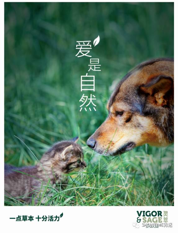 狗粮品牌系列展示设计,狗粮宣传设计