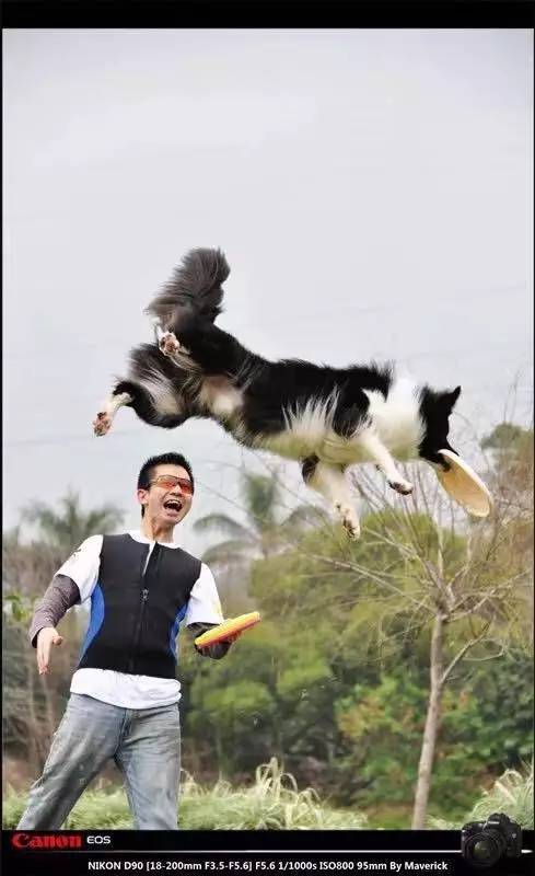 遇到讨厌狗狗的邻居怎么办,如何对付讨厌狗狗的人