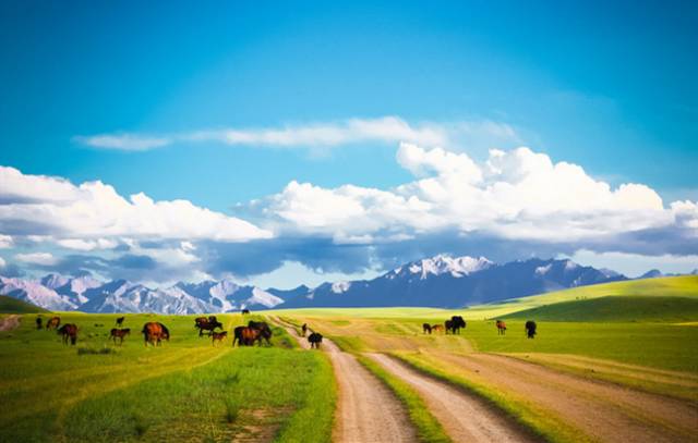 对不起，我去草原了，别再找我了……