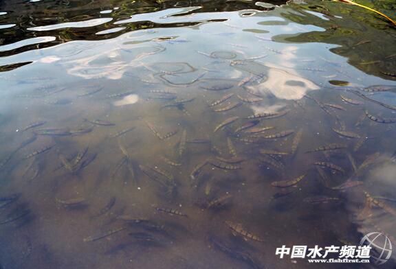 从颗粒无收到年赚百万，一位“农民赛车手”到石斑鱼“老大”的养殖之路