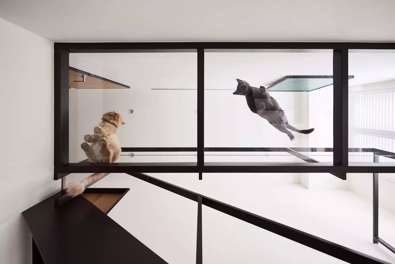 猫奴的生活布置,猫奴的卧室怎么装扮