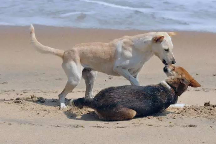 秦皇岛带狗冬天去哪里玩,北戴河三天两晚民宿可带狗