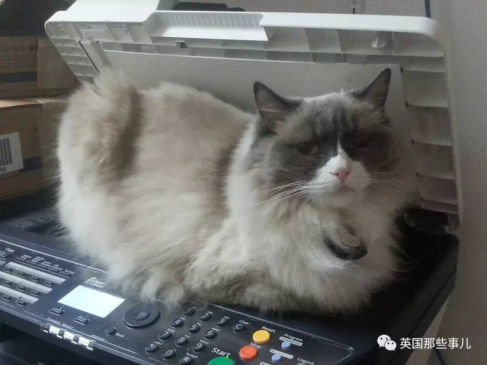 在职7年的喵掌柜终于退休，勤勤恳恳主动加班……对接任的也是放心不下啊……