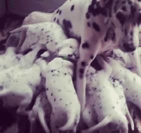 斑点狗长大了还会长出新的斑点吗,斑点狗刚出生的时候是长什么样的