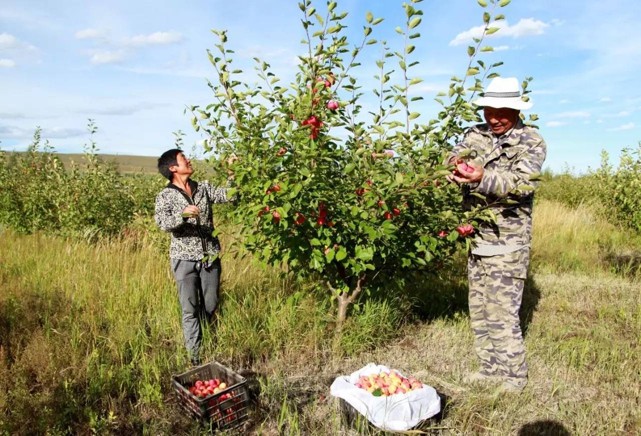 多伦县生态建设,多伦县原生态草原