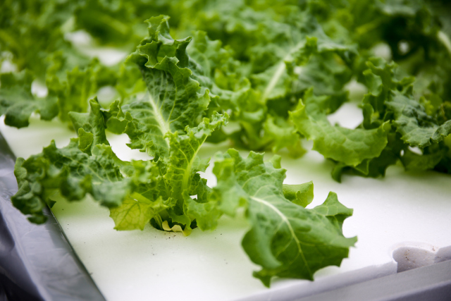 无土栽培蔬菜生产全过程,简易大棚种植无土栽培蔬菜技术