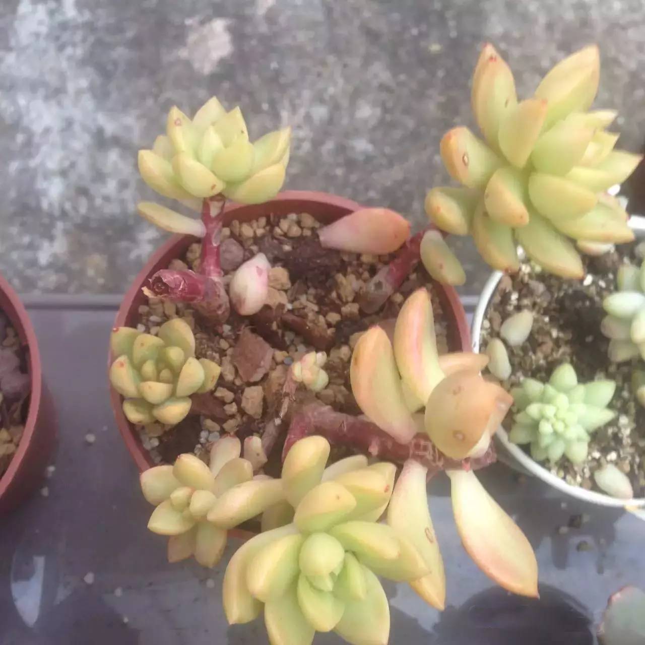 黄丽难养吗,黄丽怎么养