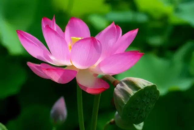 独爱莲花,美文欣赏余秋雨笔下的爱