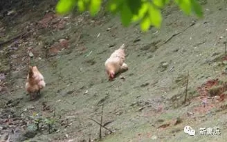 喝“活水”长大的飞凤鸡味道更浓郁?