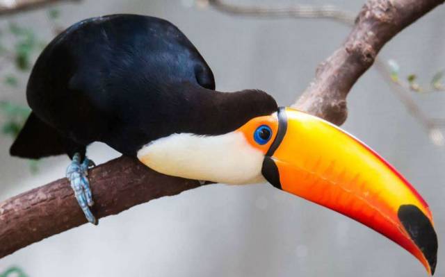 战狼边境线搏斗,战狼丛林越野骑行