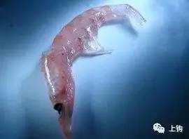 海钓课堂,海钓通用什么鱼饵最好呢