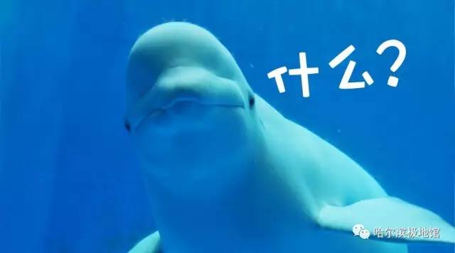 孩子去极地馆总是玩不够？现在一家三口无限次畅游只要650元｜还有机会抢免费门票