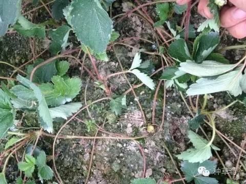 草莓炭疽病在叶片上的症状,草莓炭疽病的防治方法