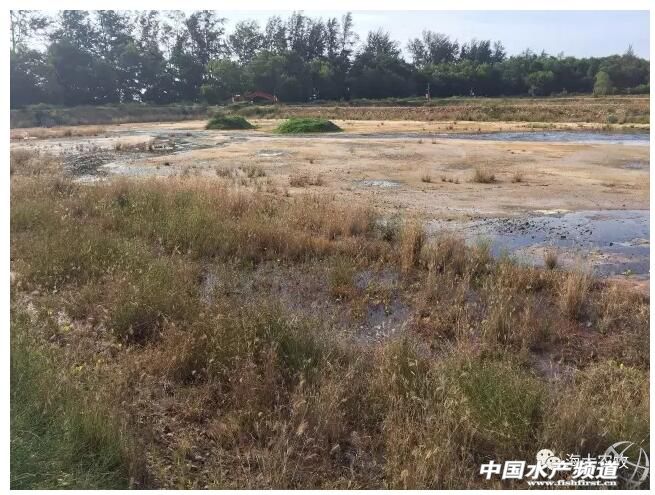 养虾调水秘诀,养虾成功