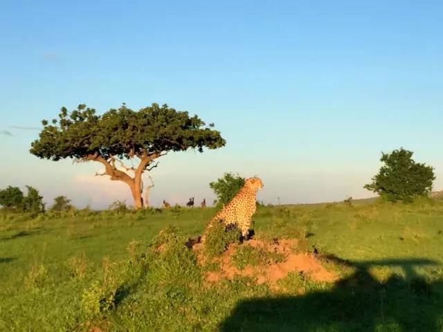 战狼边境线搏斗,战狼丛林越野骑行