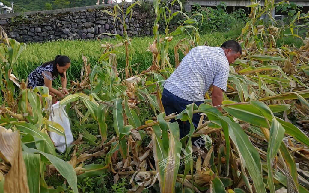 今年你回家掰包谷了吗?