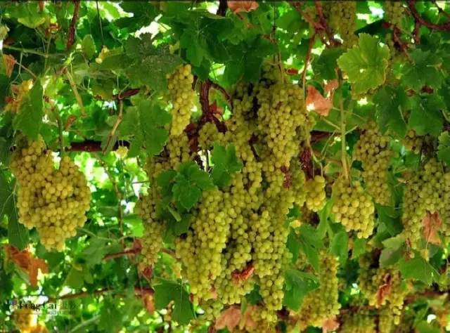 「聚焦基层看检察」吐鲁番站第三棒：文化之都、甜蜜葡城、旅游圣地！一座最干、最热、最甜、最低的城市，高昌区人民检察院来啦！