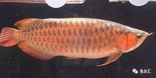 看看邻国玩家是怎么养龙的