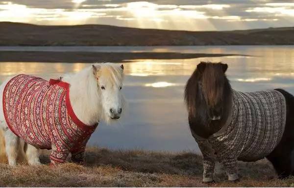 「福利」这周末有一场和宠物的约会等你来，小布送票送助攻→