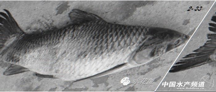 鱼类患上疥疮病,鱼有疥疮病用什么药