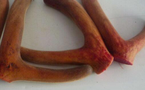 新鲜的鹿茸如何处理食用,鲜鹿茸需要怎么处理怎么吃