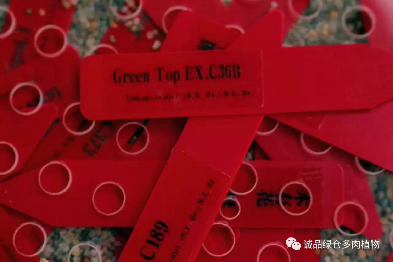 涨姿势｜当不成学霸总得做一回“播”霸（夏播生石花第38天）