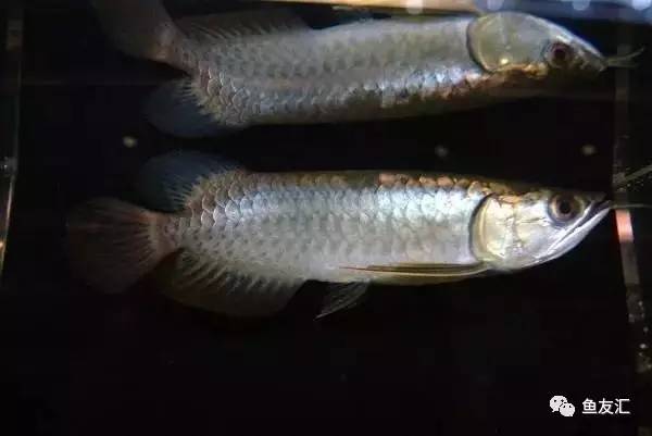 龙鱼价格为什么那么贵,日本金龙鱼多少钱