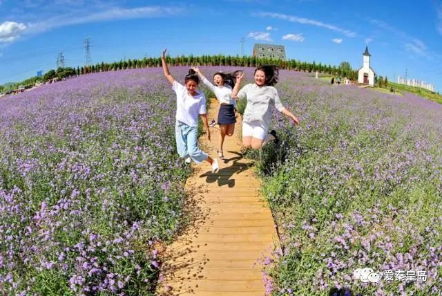 秦皇岛即将开的花海,秦皇岛最近的新花海
