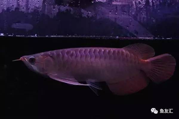 龙鱼价格为什么那么贵,日本金龙鱼多少钱