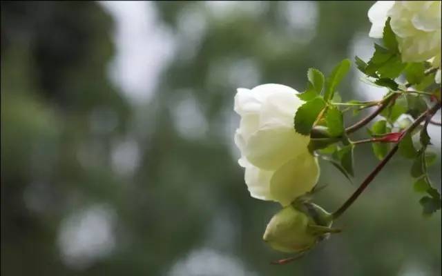 玫瑰花特征和知识,植物百科依兰花