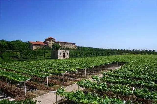 陕西张裕瑞那城堡酒庄,陕西张裕瑞那城堡酒庄婚礼