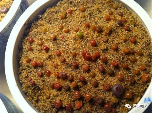 生石花最好养的品种,生石花品种大全图谱和价格