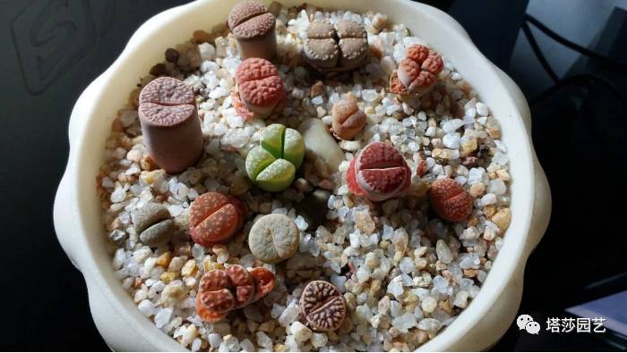 生石花最好养的品种,生石花品种大全图谱和价格