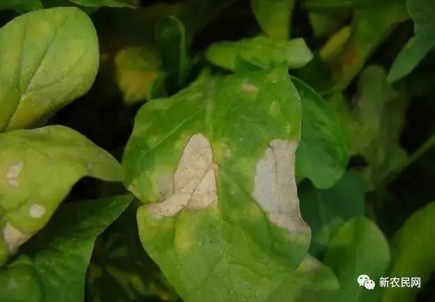 冬季大棚菠菜的病虫害防治技术,怎样防治菠菜的叶斑病