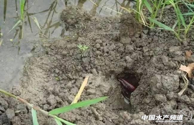 经验老手浅谈八九月份小龙虾养殖塘管理